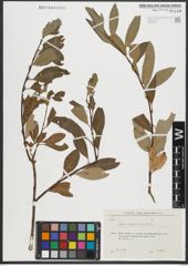 Foto von Salix rhamnifolia Pall.